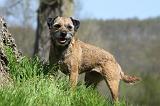 BORDER TERRIER 087